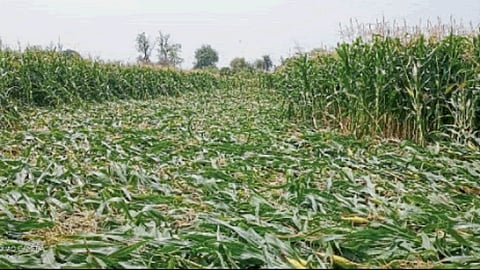Crop Insurance 