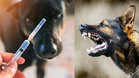 Rabies Control