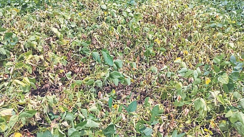Crop Damage 