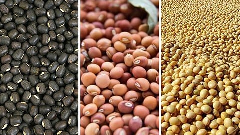Agriculture Production