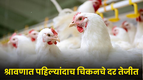 Poultry