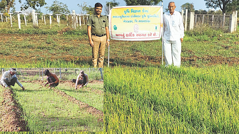 Onion Farming