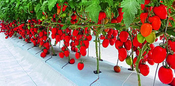 Israel Organic Farming