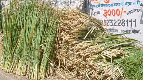 Green Fodder 