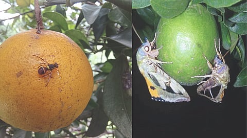 Citrus fruit Crop pest 