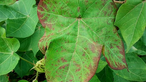Cotton Disease