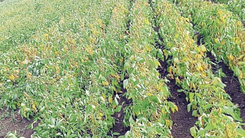 Crop Damage 