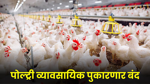 Poultry Industry 