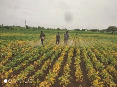 Soyabean Crop