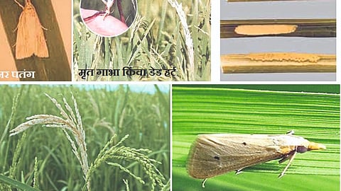 Paddy Pest Management 
