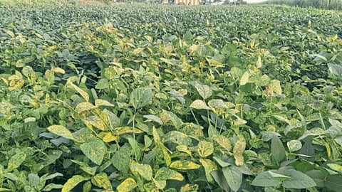 Soybean Yellow Mosaic