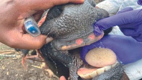 Animal Foot And Mouth Disease