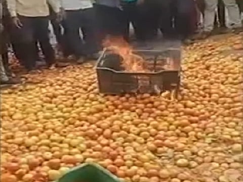 Tomato Price
