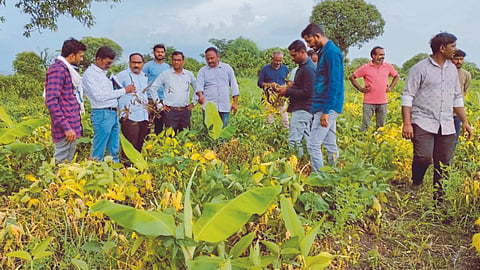 Soybean Disease