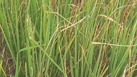 Paddy Farming