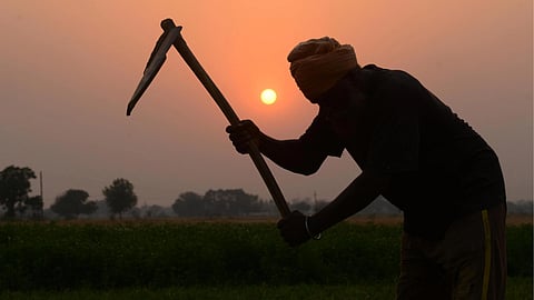 Agriculture Commodity 