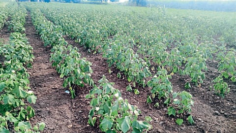 Crop Damage 