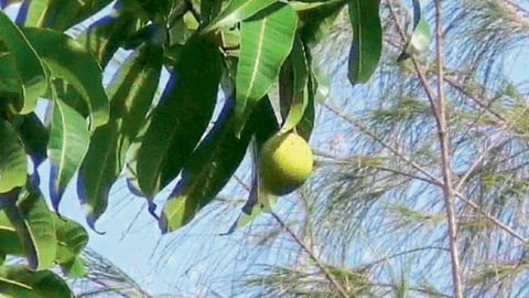 Mango 