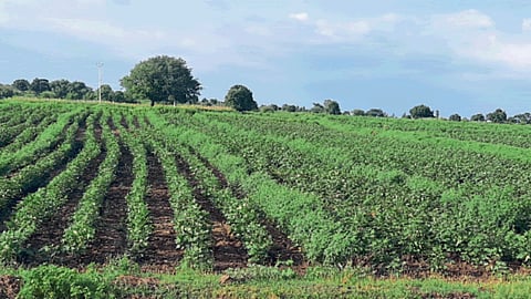 Farm
