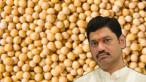 Soybean