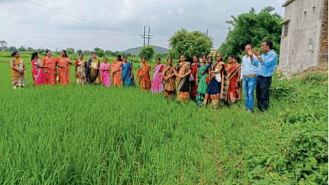 paddy Farming 