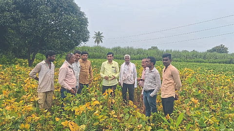 Soybean Disease