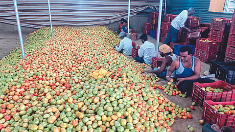 Tomato Market 