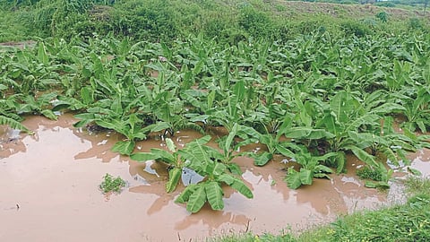 Crop Damage 
