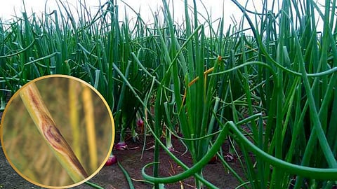 Onion Crop Management