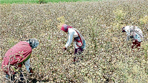 Cotton Picking 
