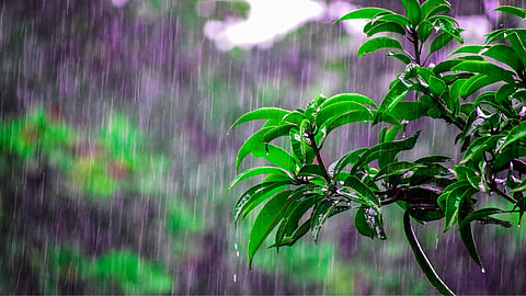 Rain Update 
