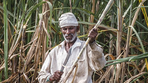 Sugarcane Worker 