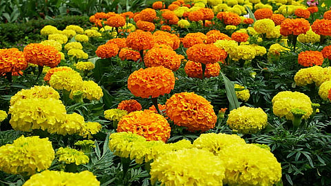 Flower Farming : गणेशोत्सवासाठी बहरले फुलांचे मळे 