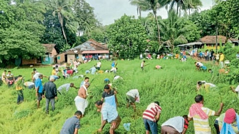Paddy harvesting 