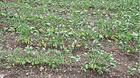 Kharif Crop
