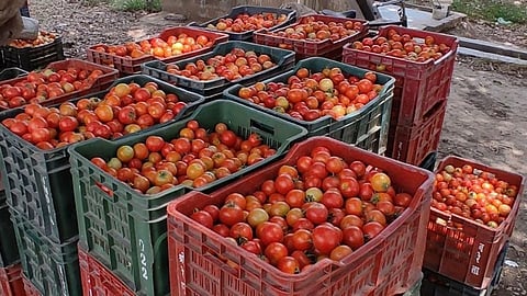 Tomato Rate