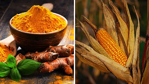 Turmeric Maize 