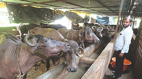Dairy Products