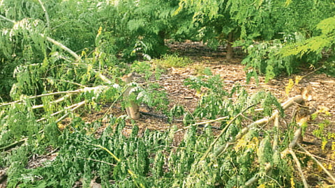 Crop Damage