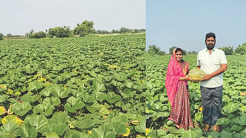 Vegetable Farming