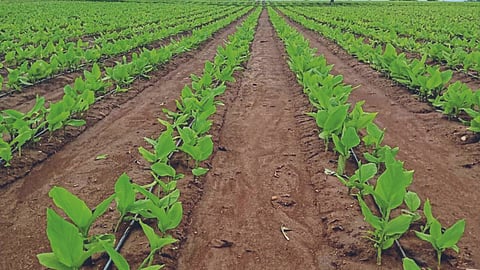 Turmeric Crop Management 
