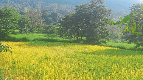Paddy crop