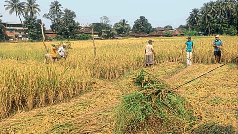 Paddy Harvesting 