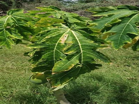 Yello Mosaic virus