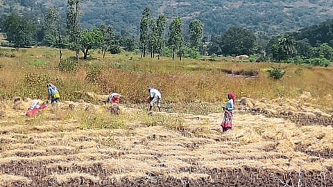 Paddy Harvesting 
