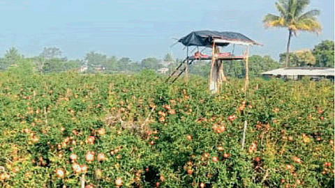 Pomegranate Theft