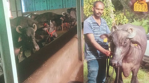 Dairy Business