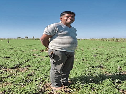 Chana Crop
