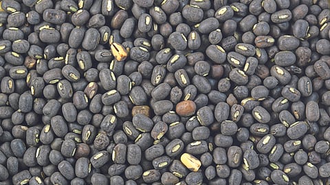 Urad Production
