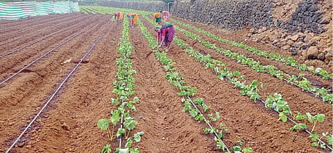 Strawberry Cultivation 
